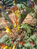 Ipomoea lobata Ipomoea lobata